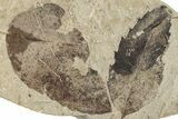 Broadleaf Fossil Plate - McAbee, BC #255624-1